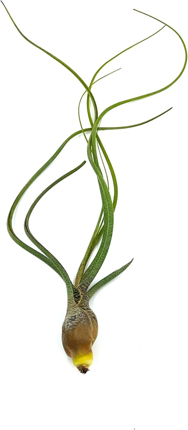ragnaroc Live Air Plants - Tillandsia Butzii, Jumbo 7-9" - 1ct - Live Arrival Guaranteed - House