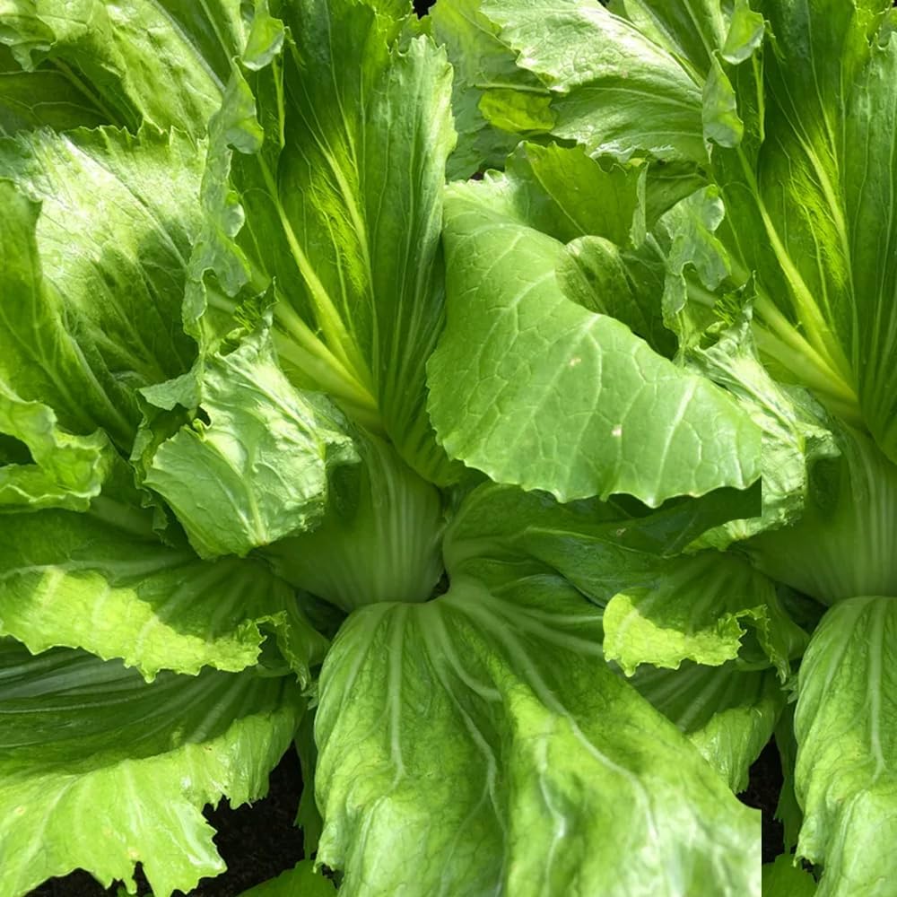 Rare Mustard Cabbage Seeds – 200 Seeds Heirloom Non-GMO, Fast-Growing Mustard Plant Seeds for Home