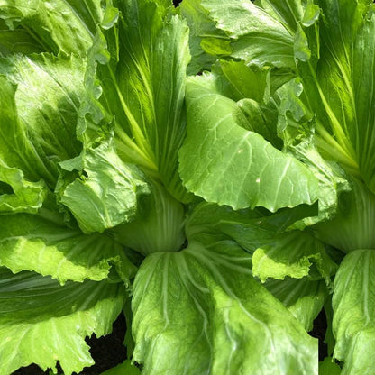 Rare Mustard Cabbage Seeds – 200 Seeds Heirloom Non-GMO, Fast-Growing Mustard Plant Seeds for Home