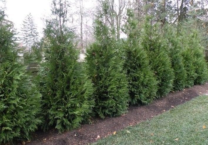 Two Pack of Green Giant Arborvitae Trees - Fast Growing Evergreen - 2 Live Plants Shipped 1 to 2