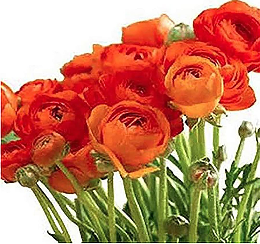 Orange French Peony Ranunculus - 12 Largest Size Corms, Premium Ranunculus Bulbs, Vibrant Orange