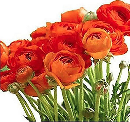 Orange French Peony Ranunculus - 12 Largest Size Corms, Premium Ranunculus Bulbs, Vibrant Orange