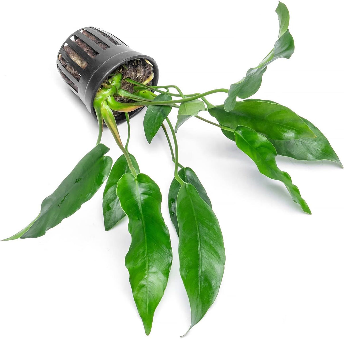 SubstrateSource Anubias Live Aquarium Plants - Potted Freshwater Plant for Fish Tanks, Terrariums