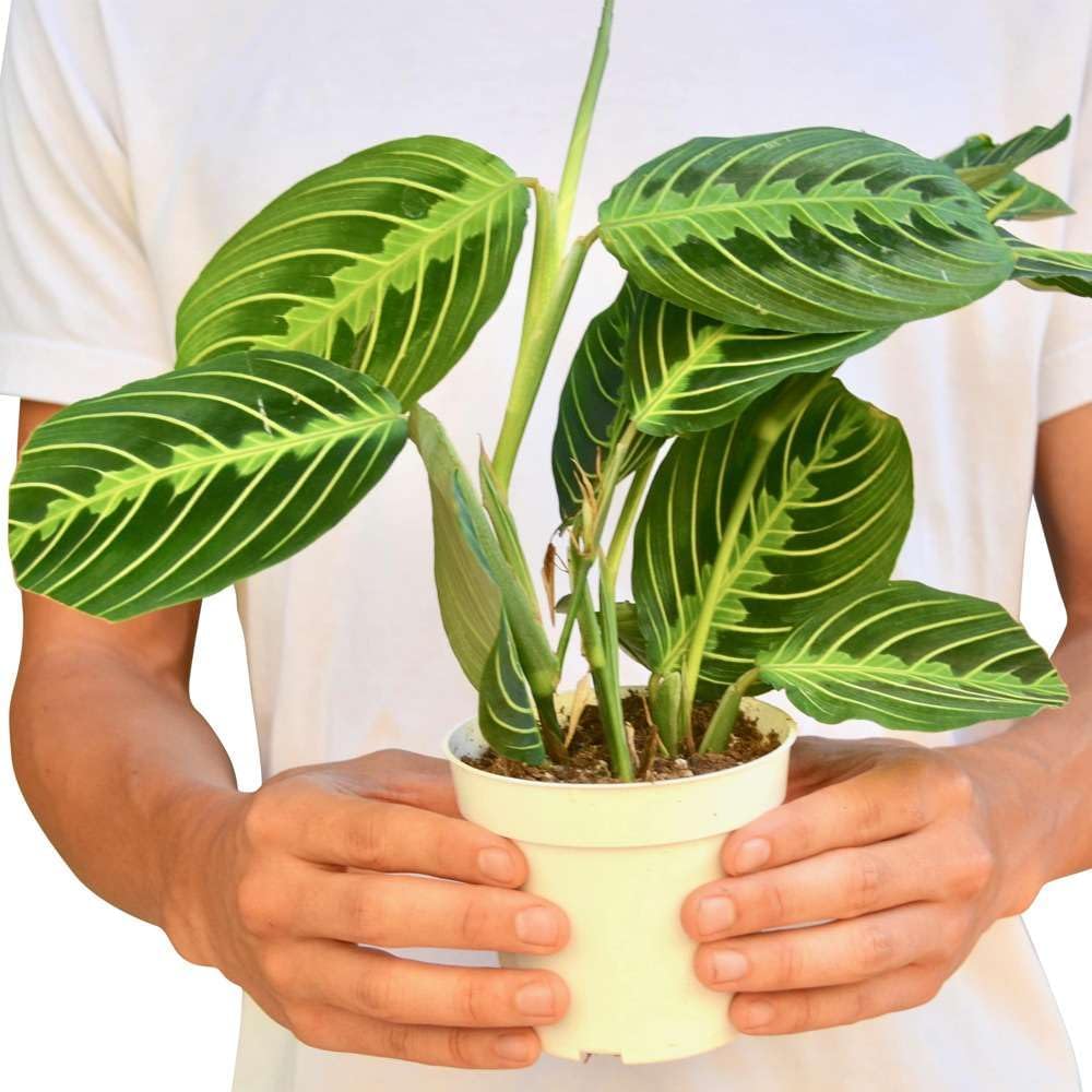Maranta 'Lemon Lime' Live Plant for Indoor | Different Houseplants in 4'' & 6'' Pot | Real House