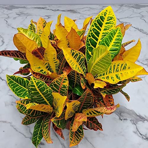 Croton Petra Plant - Tropical Foliage Plant Live - Overall Height 20" to 24" - Tropical Plants of