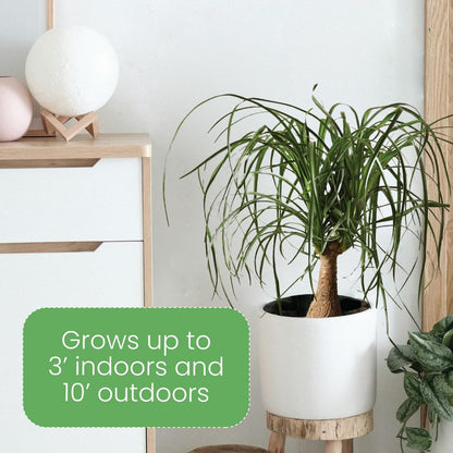 American Plant Exchange Ponytail Palm – 10-Inch Pot – Live Large Bonsai Plant, Pet Safe Indoor