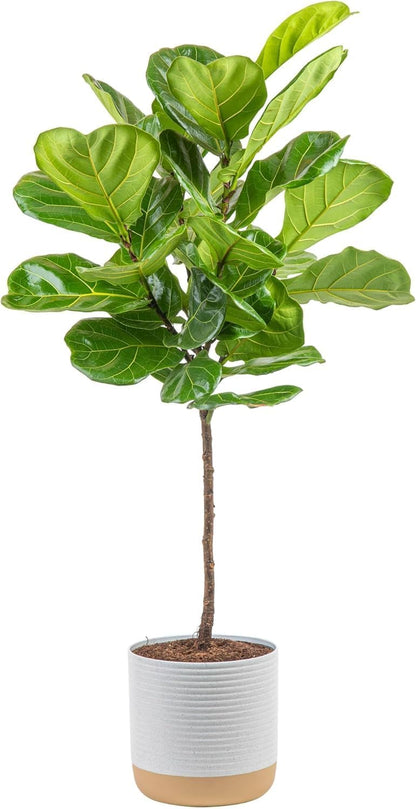 Costa Farms Fiddle Leaf Fig Tree, Ficus Lyrata Live Indoor Plant Potted in Indoor Garden Plant Pot