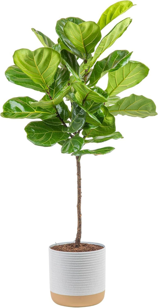 Costa Farms Fiddle Leaf Fig Tree, Ficus Lyrata Live Indoor Plant Potted in Indoor Garden Plant Pot