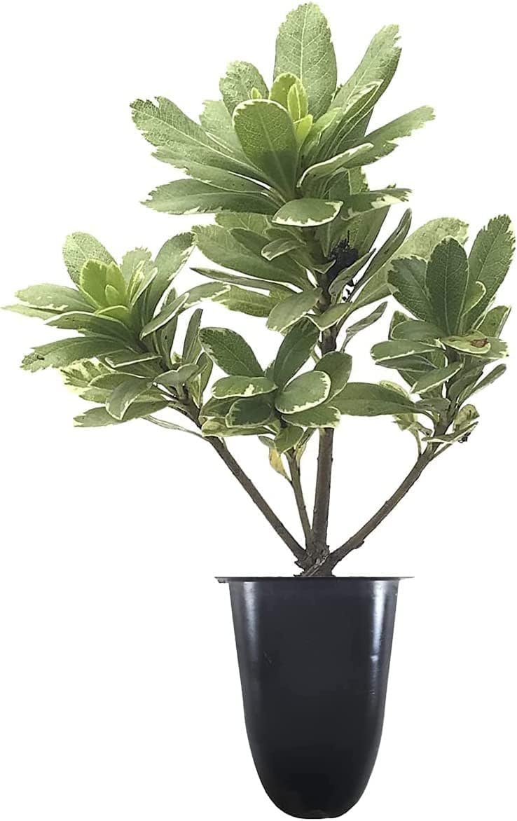 Variegated Pittosporum | 20 Live Plants | Pittosporum Tobria Variegatum | Evergreen Border Accent