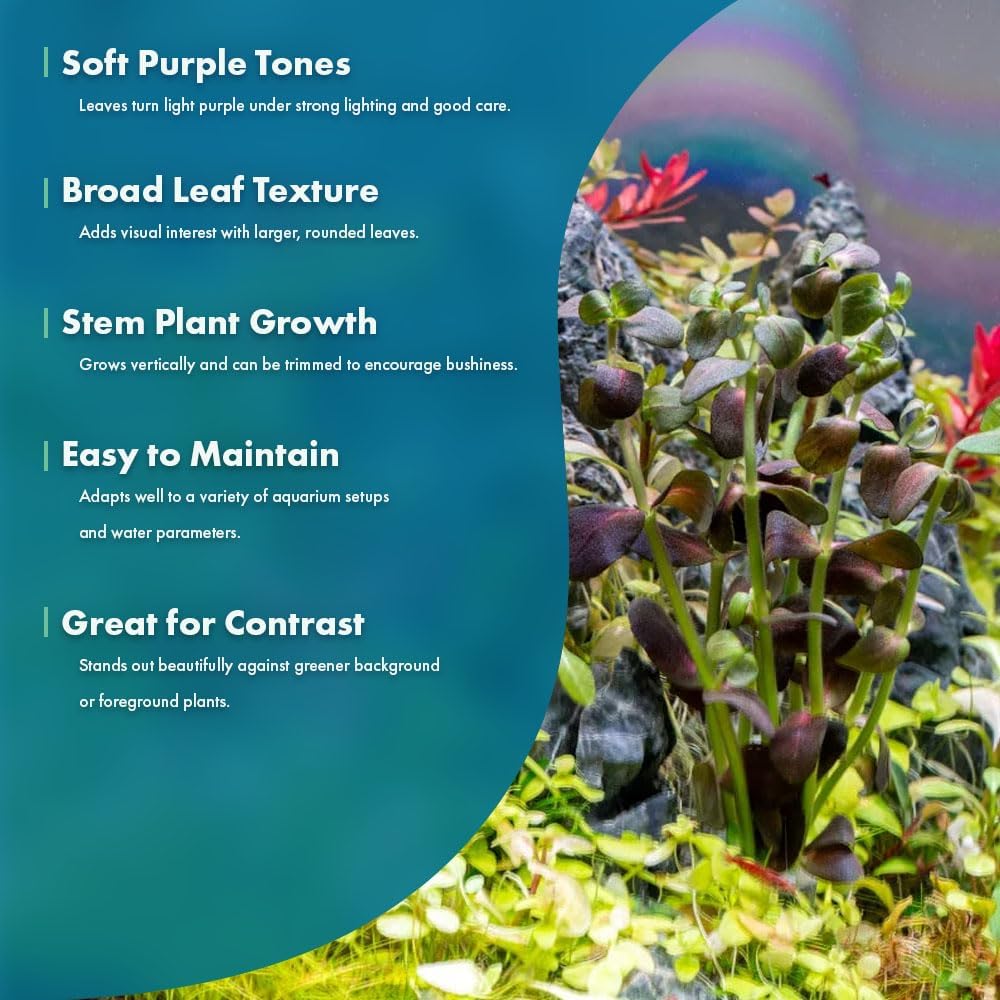 SubstrateSource Live Plant - Purple Bacopa (Bacopa salzmannii) - Moderate Care, Moderate to High