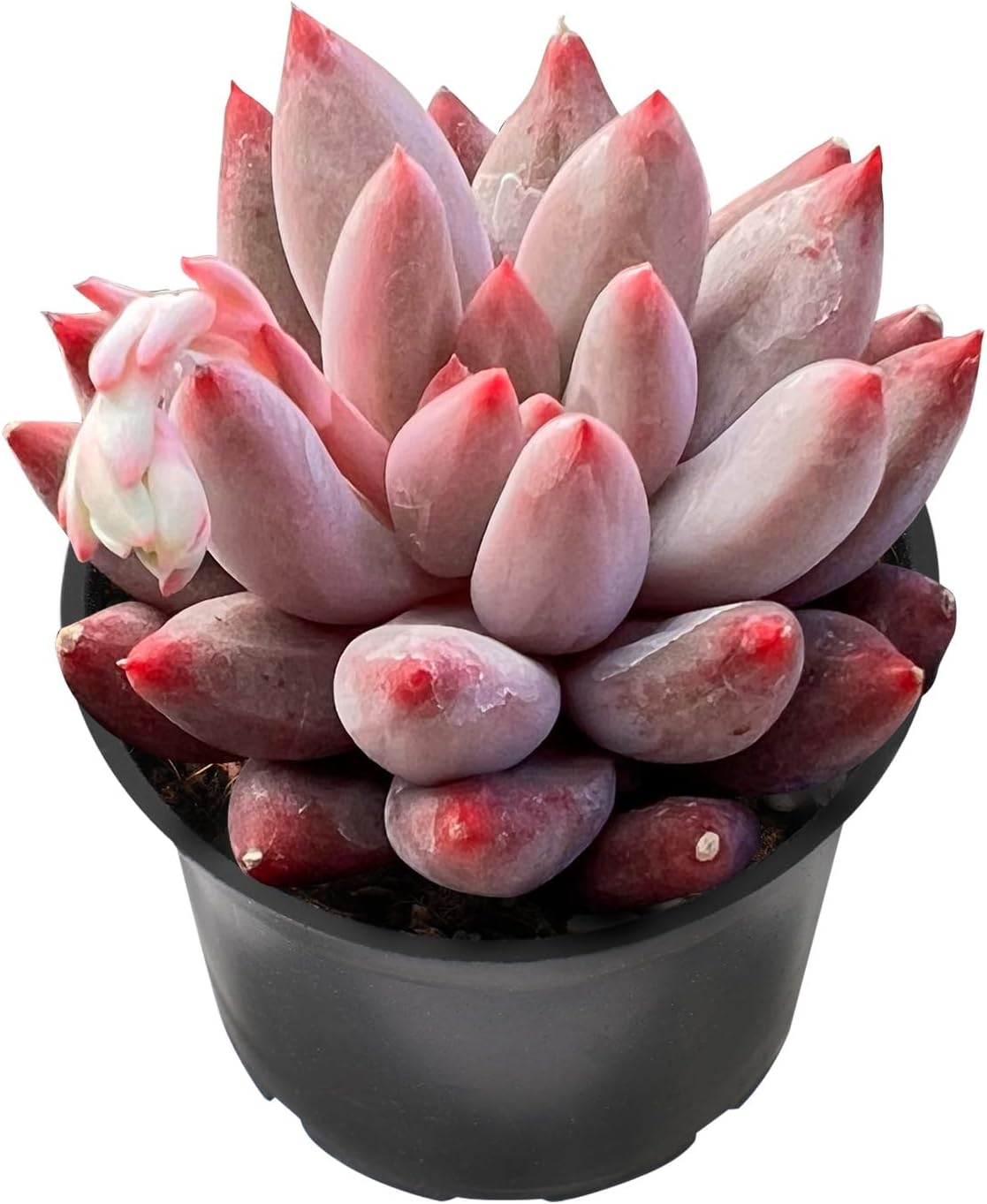 Sprout N Green Echeveria Goldfish, Rare Live Succulent Plant Fully Rooted in 2" Planter with Soil