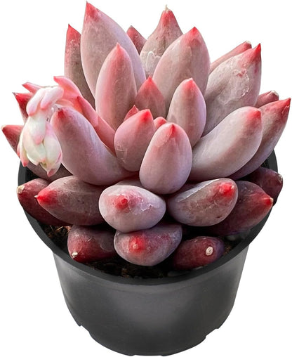 Sprout N Green Echeveria Goldfish, Rare Live Succulent Plant Fully Rooted in 2" Planter with Soil