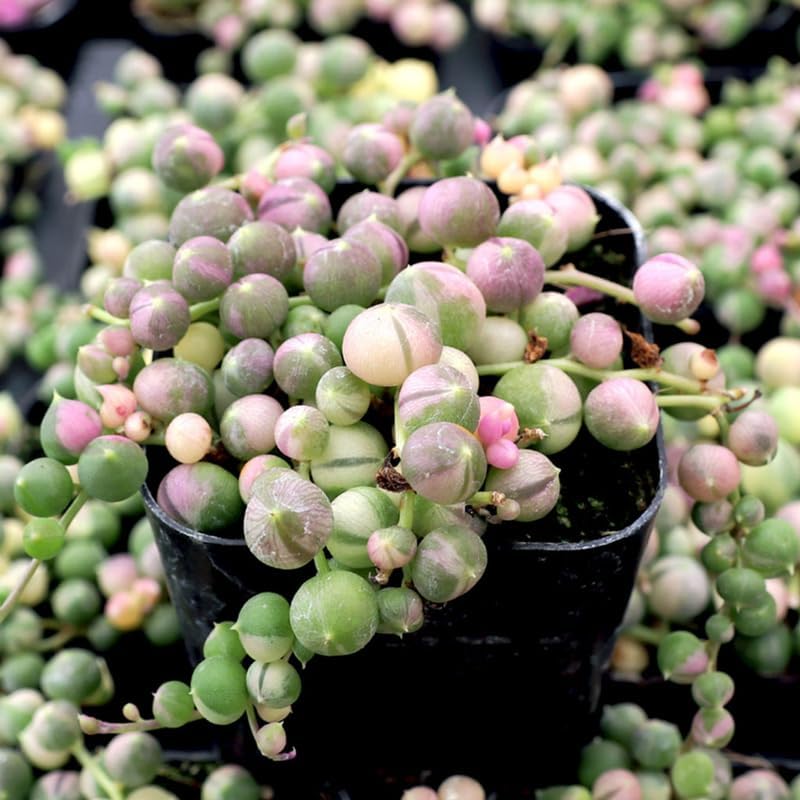 Variegated String of Pearls Plant Live, Succulent Trailing Vine, Indoor Houseplant Live in Pot