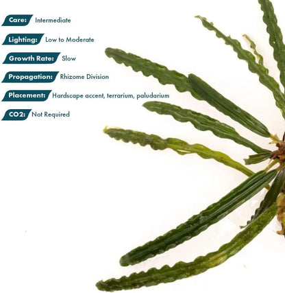 SubstrateSource Live Plants - Fenestratarum Mulyadii (Fenestratarum mulyadii) - Low to Medium