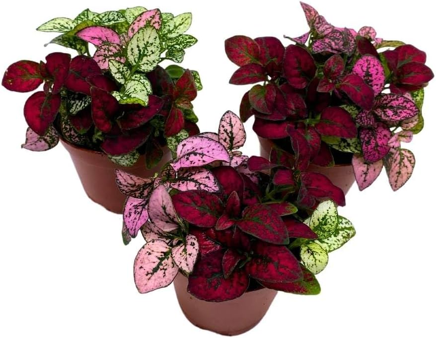 BubbleBlooms Tricolor Hypoestes phyllostachya 2 inch Set of 3 Flamingo Polka Dot Plant Red White