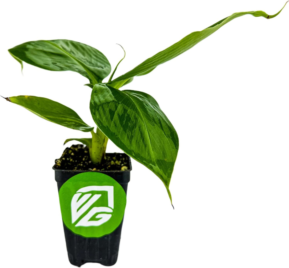Truly Tiny Banana Live Plant - Musa 'Truly Tiny' by Wellspring Gardens - Petite Beauty, Edible