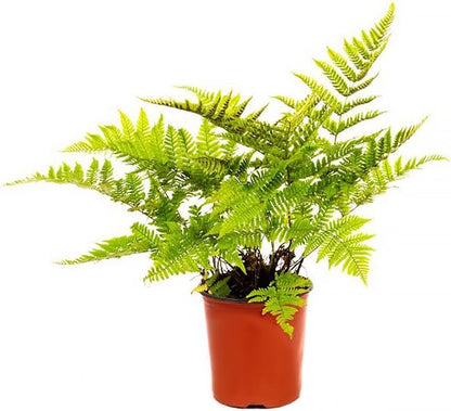 American Plant Exchange Live Autumn Fern – 6-Inch Pot – Hardy Shade-Loving Fern with Copper-Toned