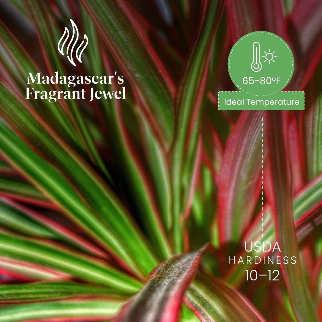 American Plant Exchange Dracaena 'Colorama' – 6-Inch Pot – Live Colorful Houseplant with Pink and