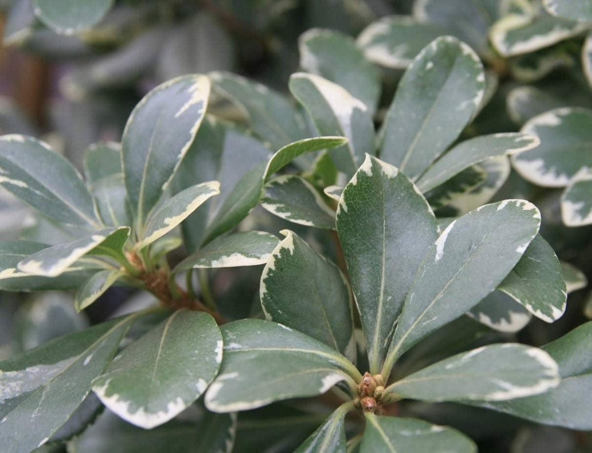 Variegated Pittosporum | 20 Live Plants | Pittosporum Tobria Variegatum | Evergreen Border Accent