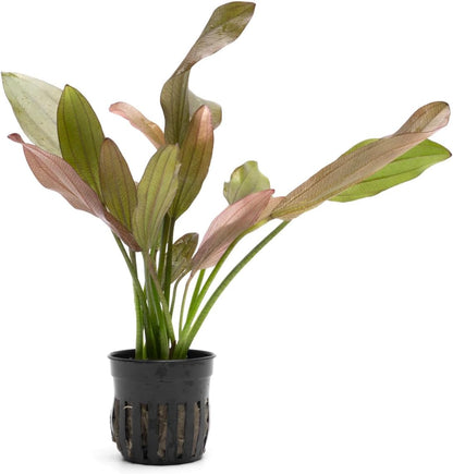 SubstrateSource Echinodorus Rose Sword Live Plant for Freshwater Aquariums, Natural Fish Tank
