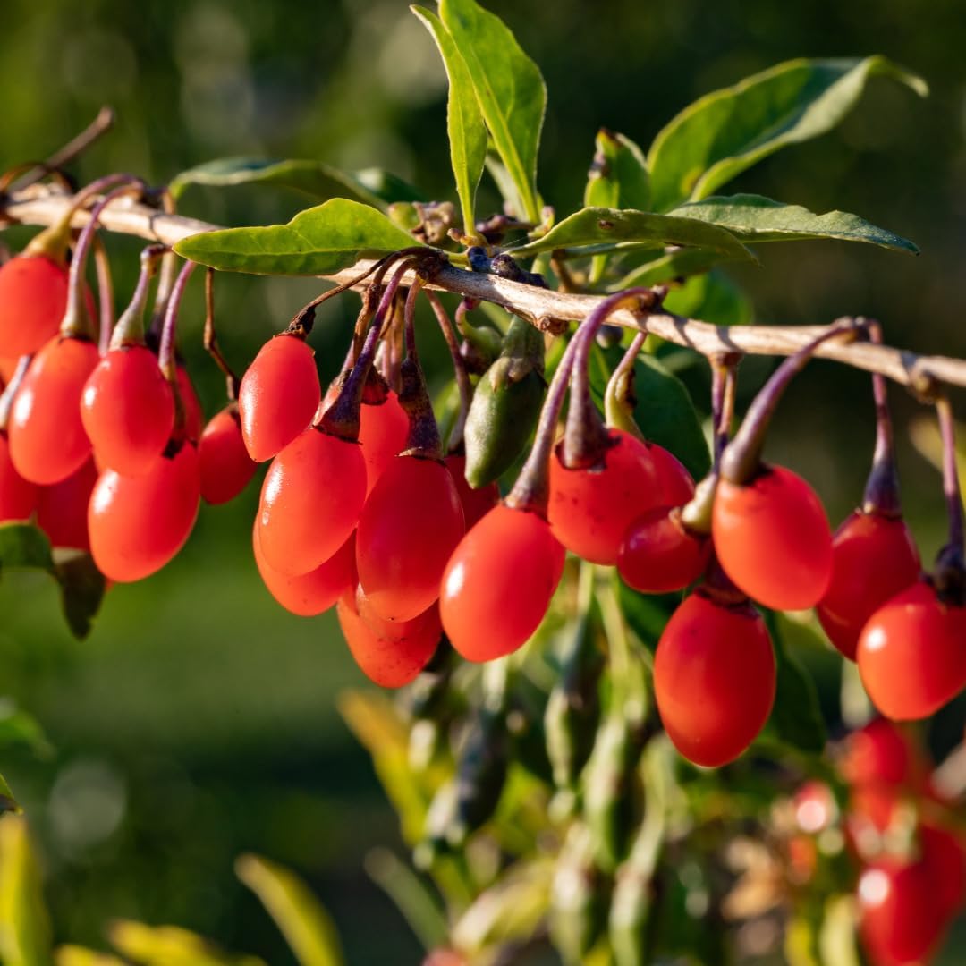 Goji Berry (Wolfberry) Plants (4 Pack) –Rare Berry Variety, Cold-Hardy to -10°F, Drought-Tolerant