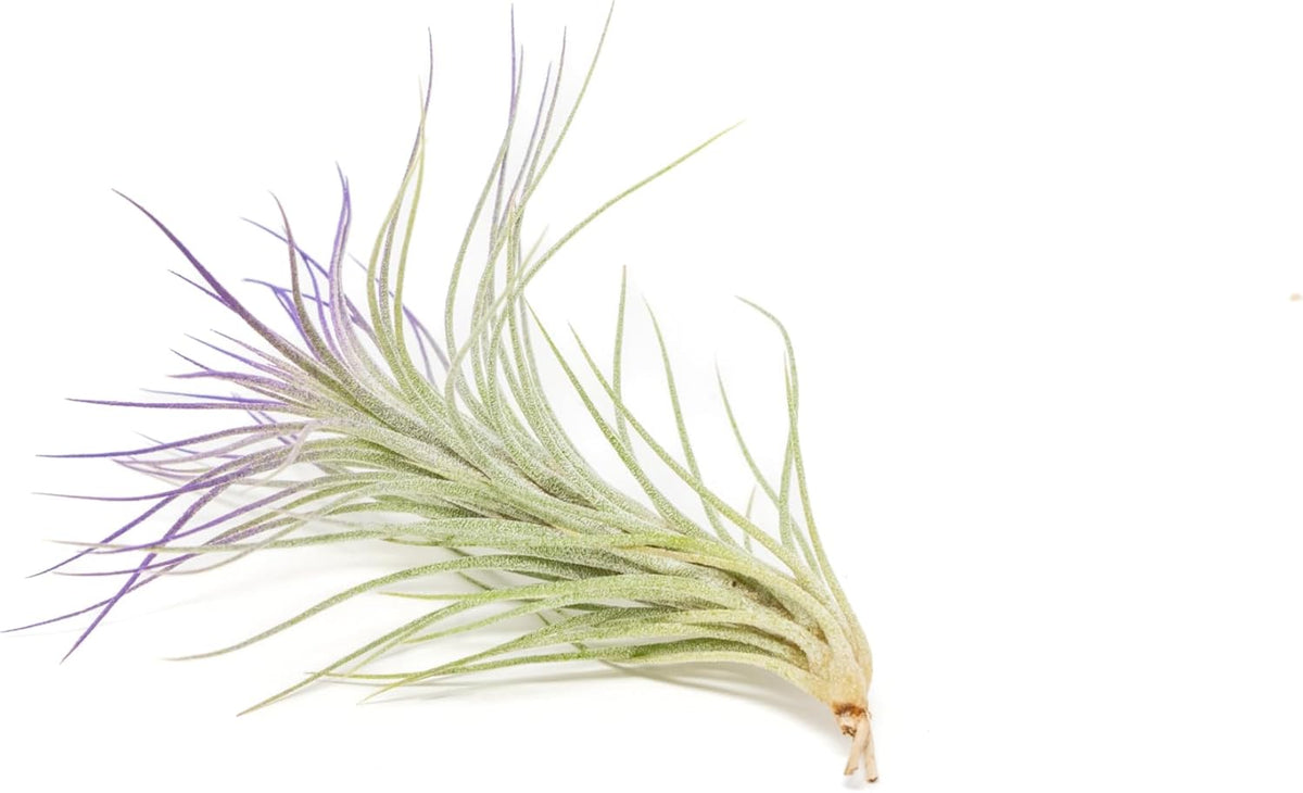 Purple Colorful Tillandsia Air Plants - Long Lasting Color Enhanced Live Tillandsia Succulent House