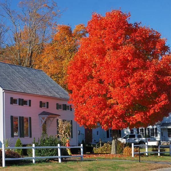Brighter Blooms - Autumn Blaze Maple Tree, 6-7ft - Two Best Maples in One Tree - No Shipping to AZ