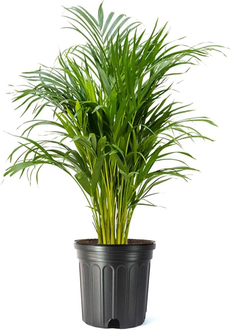 American Plant Exchange Live Areca Palm – 10-Inch Pot – Tropical Indoor Houseplant with Lush