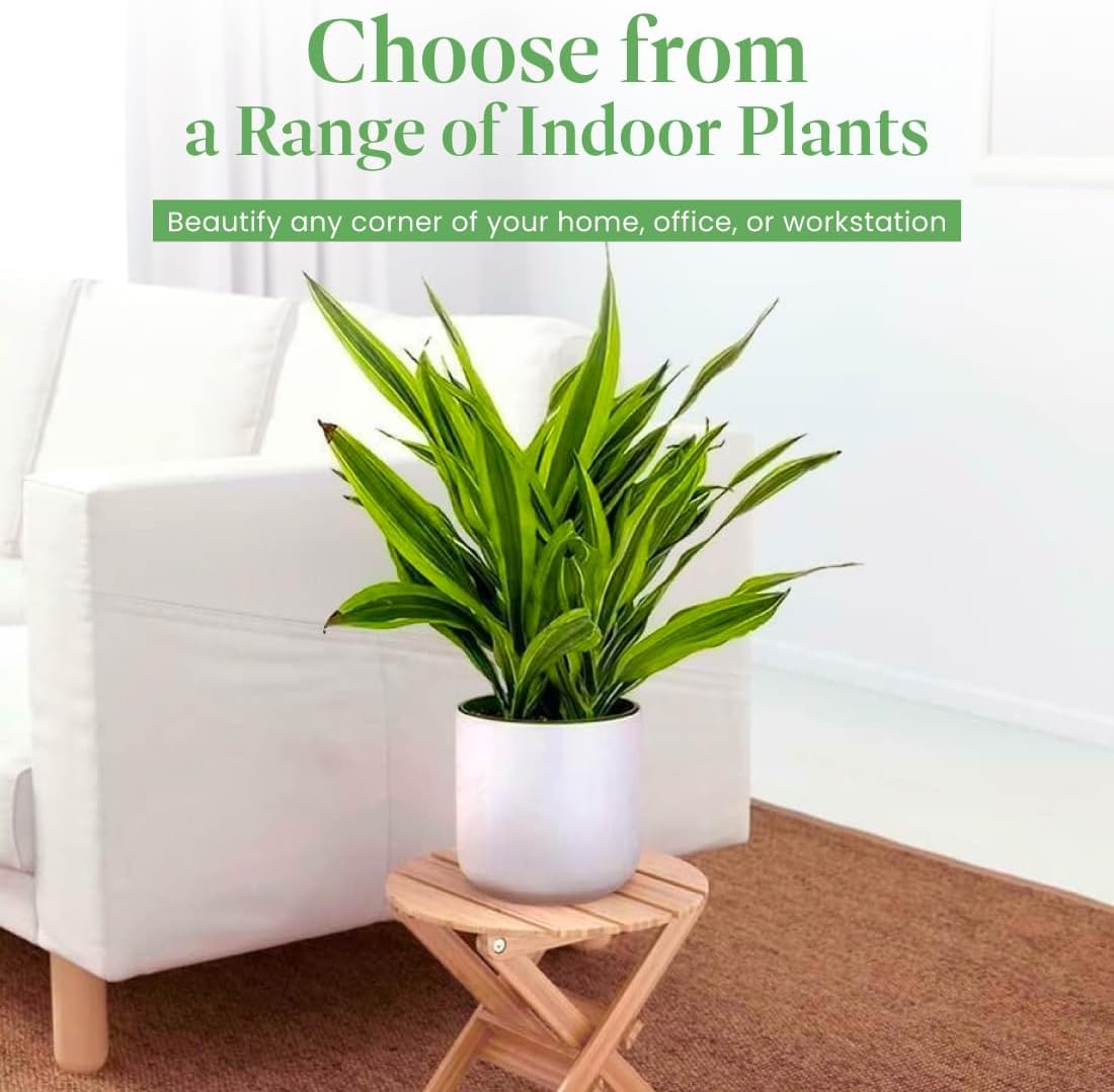 American Plant Exchange Dracaena Lemon Lime – 3-Gallon with Pot – Live Indoor/Outdoor Air Purifying