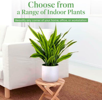 American Plant Exchange Dracaena Lemon Lime – 3-Gallon with Pot – Live Indoor/Outdoor Air Purifying