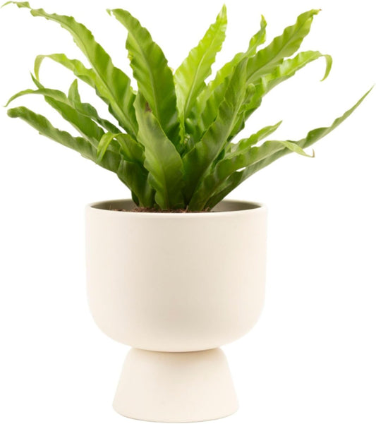 Costa Farms Bird's Nest Fern Plant, Easy to Grow Live Indoor Plant, Houseplant Potted in Decor