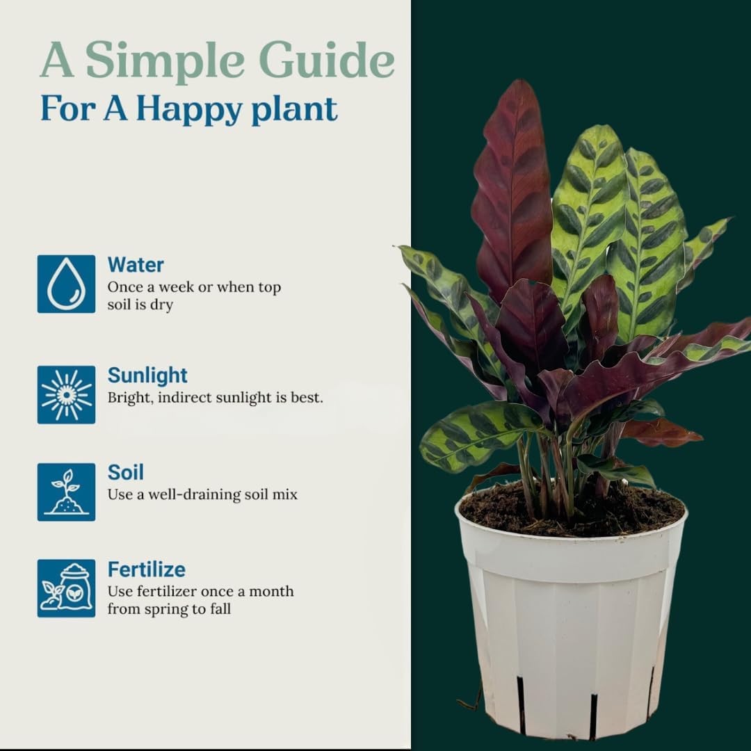 Rattlesnake Calathea Live Plant - Air Purifier, Colorful House Plant, Ideal for Home Decor and Room