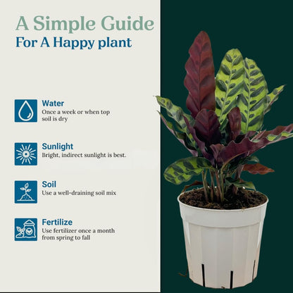 Rattlesnake Calathea Live Plant - Air Purifier, Colorful House Plant, Ideal for Home Decor and Room