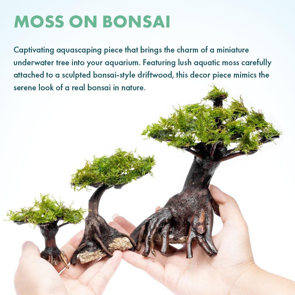 SubstrateSource Live Planted Decor - Moss on Bonsai (Aquascaping Tree) - Low to Moderate Light
