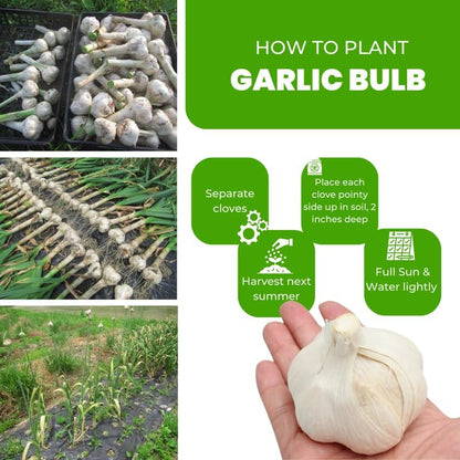 1 Pound Garlic for Planting in Fall Hardneck, 8-10 Red Garlic Bulbs for Planting, Fresh and High