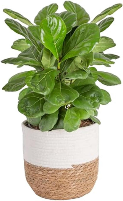 Costa Farms Fiddle Leaf Fig, Live Indoor Ficus Lyrata House Plant Potted in Modern Decor Planter