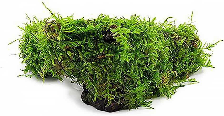 SubstrateSource Live Planted Decor - Christmas Moss (Vesicularia montagnei) on Driftwood - Low
