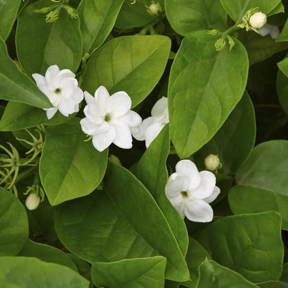 Arabian Jasmine (Jasminum Sambac) - Live, Fragrant, Blooming, Indoor/Outdoor Decorative Plant (4