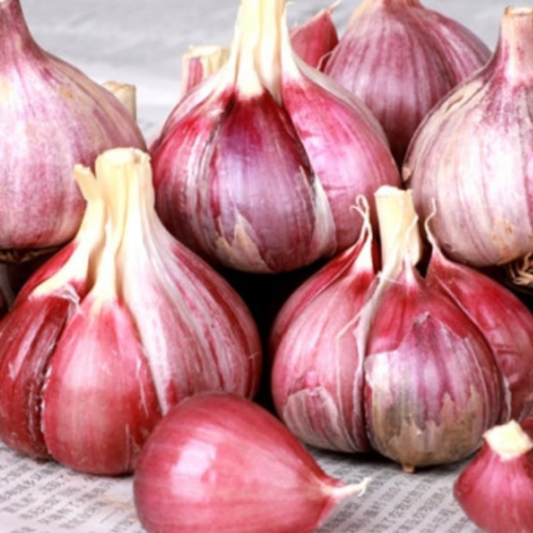 1 Pound Hard Neck Garlic for Planting in Fall, Red Garlic Bulb for Planting, Fresh and High Yield