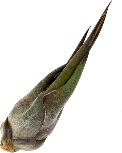 ragnaroc Air Plants - Tillandsia Seleriana, Large 4-6" - 3ct - Live Arrival Guaranteed - House
