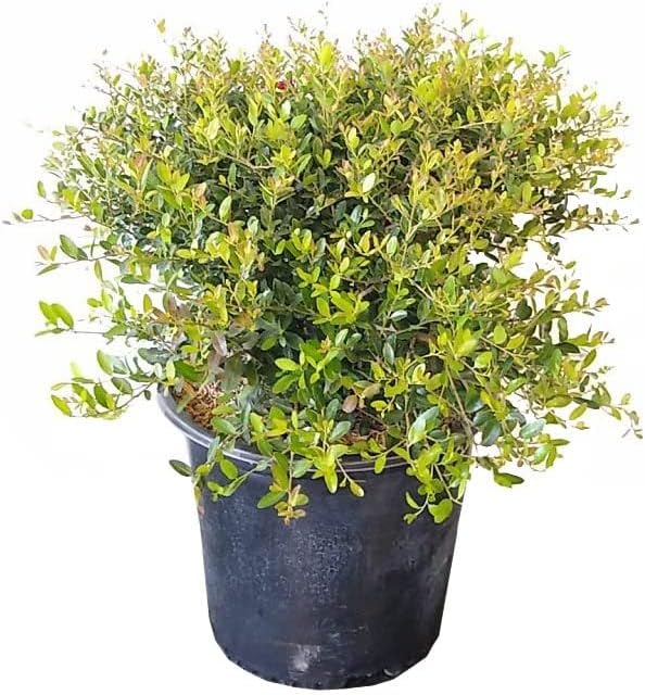 Dwarf Yaupon Holly | 2 Live Gallon Size Plants | Ilex Schilling Stokes Vomitoria | Evergreen