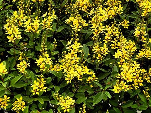 Carolina Jasmine | 30 Live Plants | Gelsemium Sempervirens | Fragrant Yellow Blooms, Evergreen