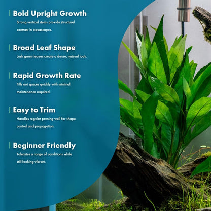 SubstrateSource Live Plants – Nomaphila Stricta – Moderate to High Light, Green, Midground to