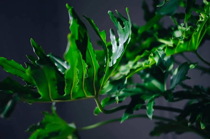 Gardenera Split Leaf Philodendron Soil Blend - Specially Designed for Unique Plant Needs - 4 Quart