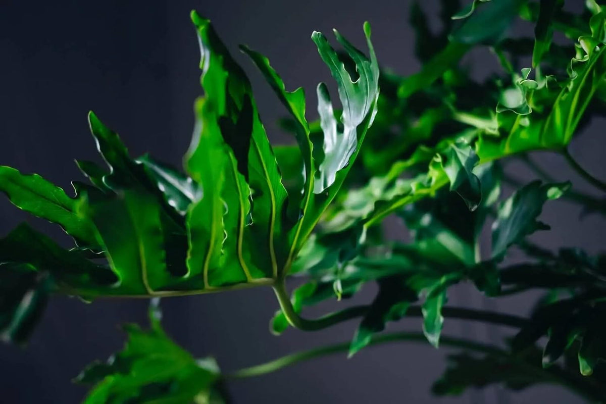Gardenera Split Leaf Philodendron Potting Soil - Enhances Aeration and Drainage for Thriving