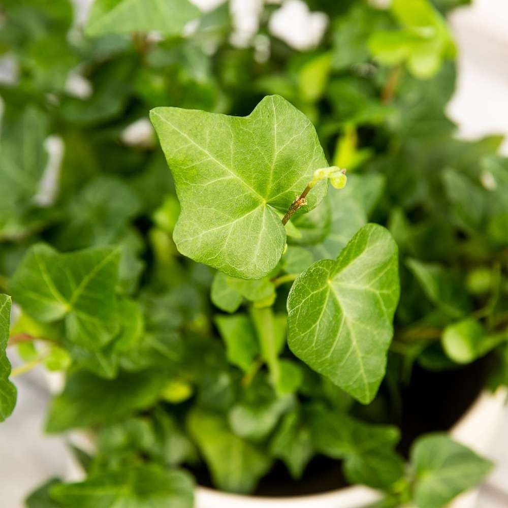 English Ivy Green Live Plant for Indoor | Different Houseplants in 4'' & 6'' Pot | Real House Plant