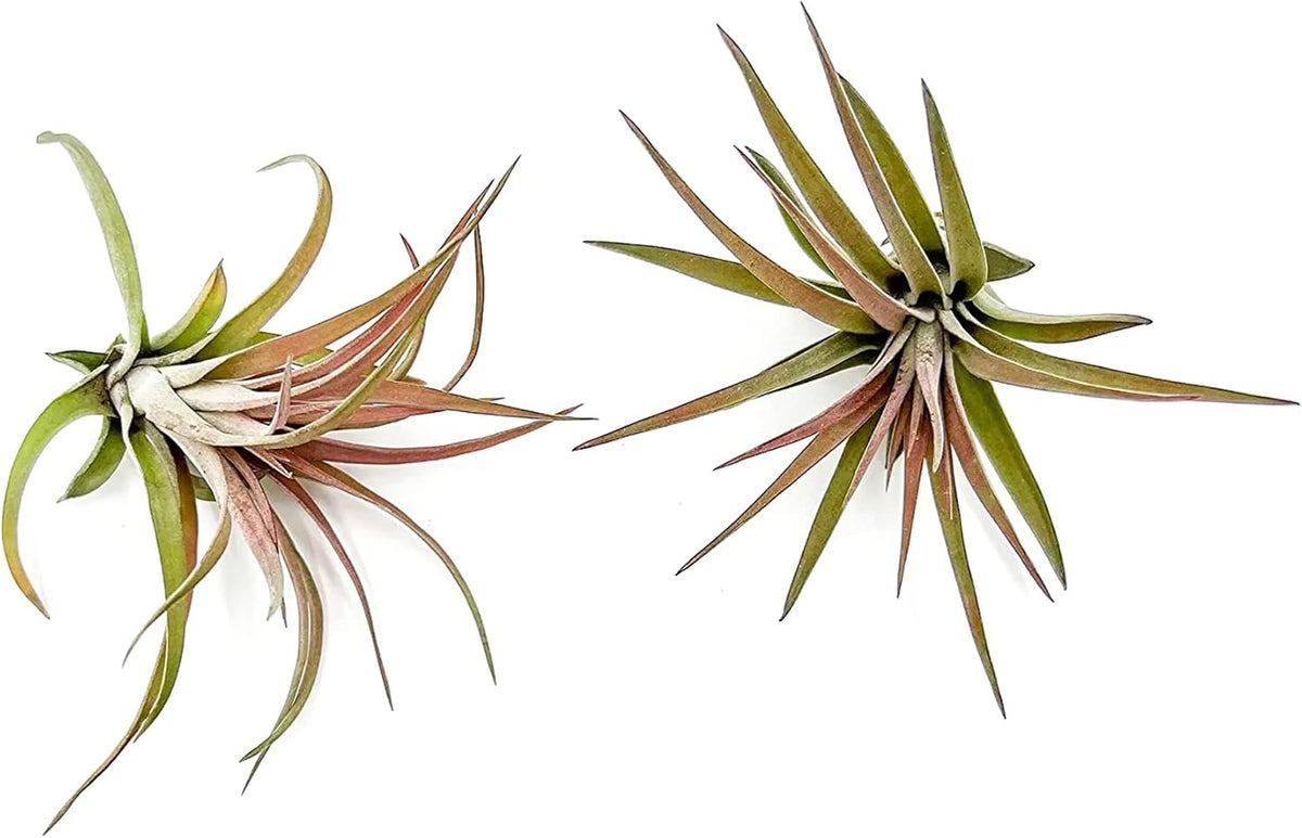 ragnaroc Air Plants - Tillandsia Brachycaulos Abdita, Large 4-6" - 2 ct - Live Arrival Guaranteed