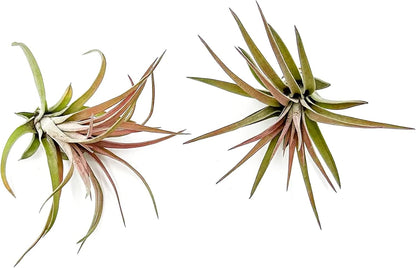 ragnaroc Air Plants - Tillandsia Brachycaulos Abdita, Large 4-6" - 2 ct - Live Arrival Guaranteed