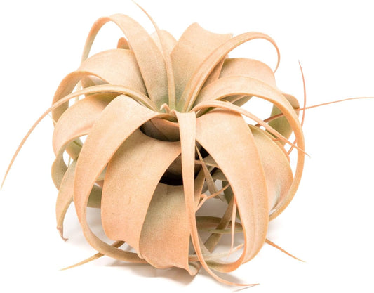 Coral Colorful Tillandsia Air Plants - Long Lasting Color Enhanced Live Tillandsia Succulent House