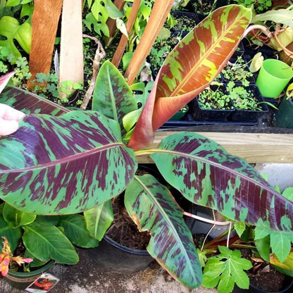 Zebrina Banana Plant Live, 4-6" Tall Well-Rooted for Indoor Tropical Displays, Cold Hardy Banana